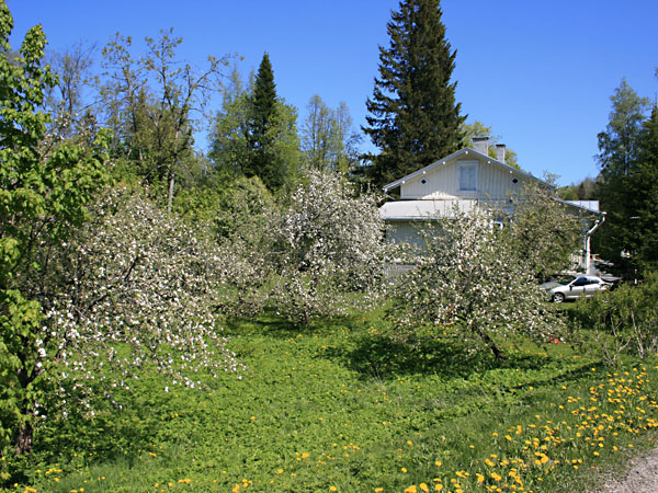 Maaseutuopiston aluetta